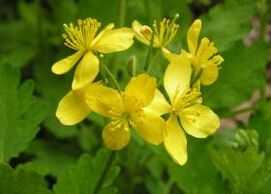 pros and cons of using celandine for warts